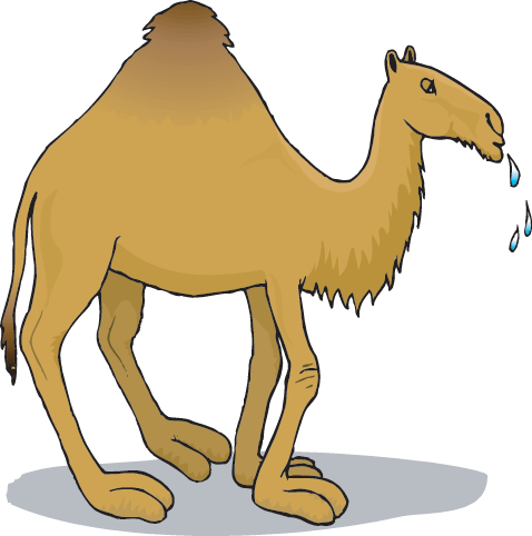 Camels Clipart Amphibians - Cartoon Picture Of A Camel (478x482)