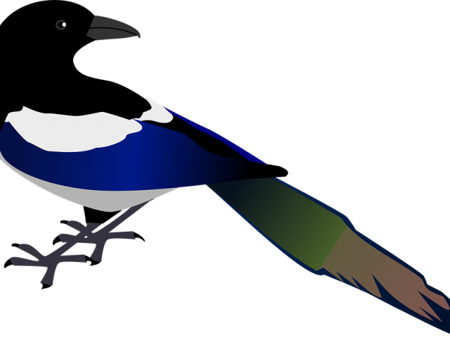 Crow Clipart Urraca - Custom Colorful Bird Shower Curtain (640x480)