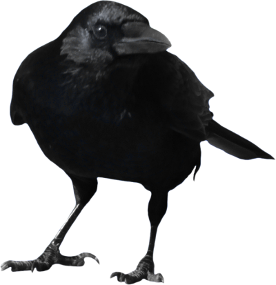 Crow Png Picture Png Images - Crow Png (400x413)