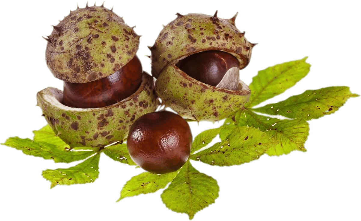 Horse Chestnuts And Leaves Png - Chestnut (1200x900)