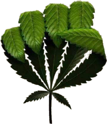 Weed Fist - Weed Fist (385x450)