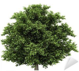 Horse Chestnut Tree Isolated On White Background Sticker - Una Tierra, Una Patria, Un Alma (400x400)