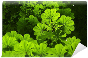 Detail Of Horse Chestnut Tree Leaves Wall Mural • Pixers® - European Horse-chestnut (400x400)