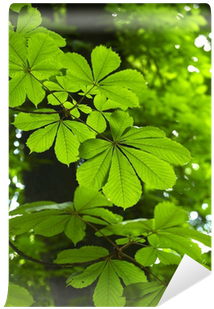 Detail Of Horse Chestnut Tree Leaves Wall Mural • Pixers® - Herbal (400x400)
