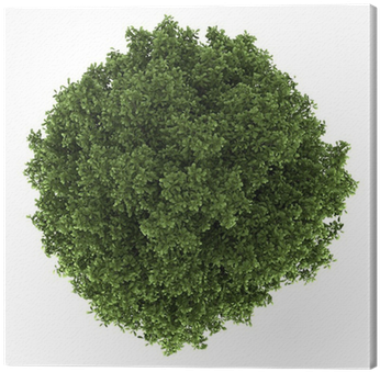 Top View Of Horse Chestnut Tree Isolated On White Background - Tree Top View Png (400x400)