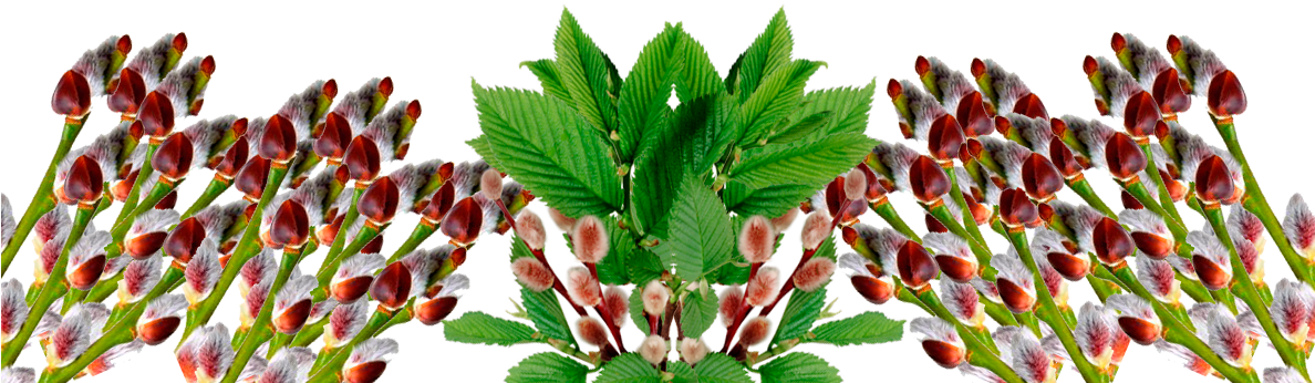 Изображение Для Плейкаста - Cake (1193x368)