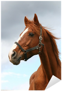 Vinilo Pixerstick Cabeza De Caballo De Pura Sangre - Thoroughbred Horse Headshot (400x400)