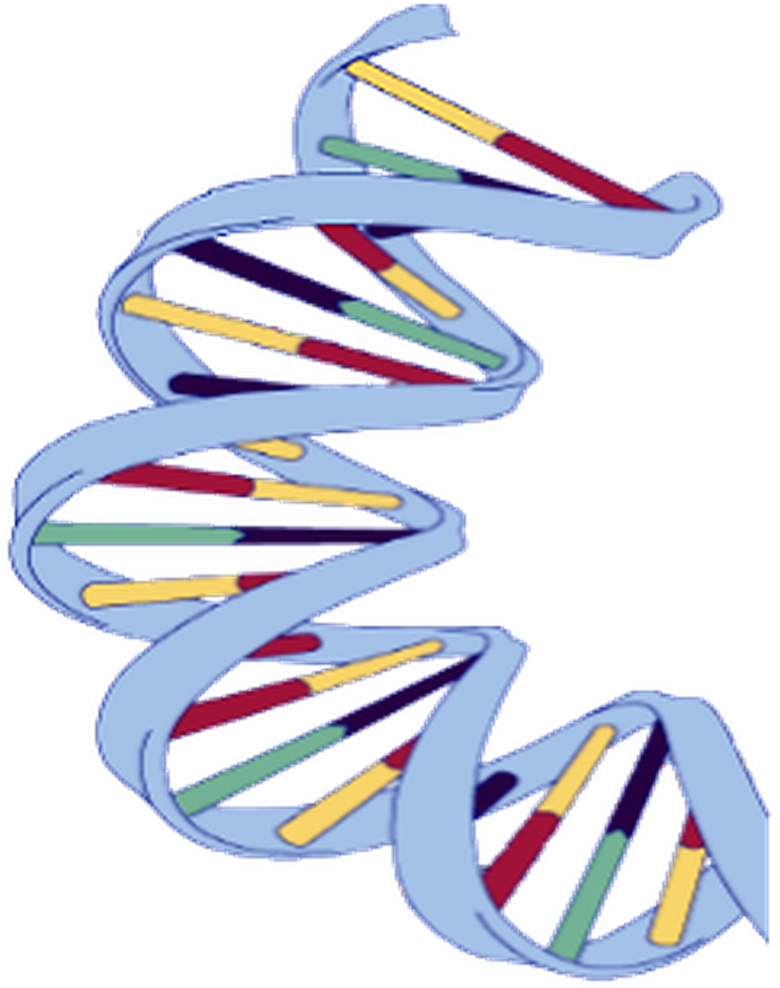 Dna Structure Clipart Wikipedia - Dna Extraction From Banana (960x1012)