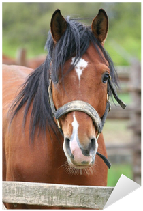 Vinilo Pixerstick Cabeza De Caballo De Pura Sangre - Thoroughbred (400x400)