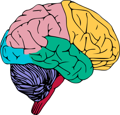 Brain Free To Use Clip Art - Creative Process In The Individual [book] (400x384)