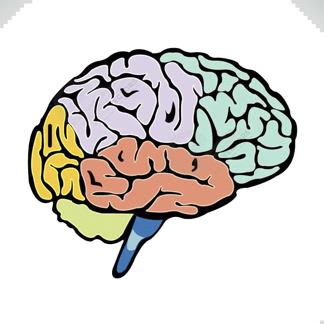 Human Brain Lobes Of The Brain Cerebrum - Cerebro Y Sus Partes (633x633)