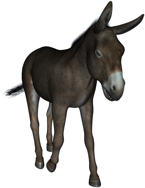 Donkey Free Png Transparent Background Images Free - Donkey Mule Jennet (720x720)