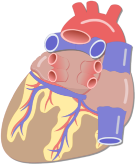 Unlabelled Image Of The Posterior View Of The Heart - Vessels In The Heart (770x454)