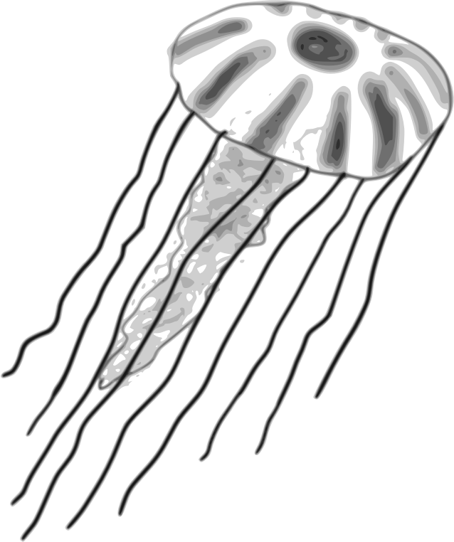 Jellyfish By Child Of Light Jellyfish Created In Gnu - Jellyfish Clipart In Black And White Png (638x762)