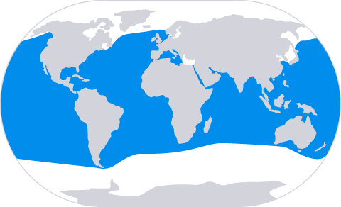 Risso's Dolphin Range Map - Flat World Map Vector (480x292)