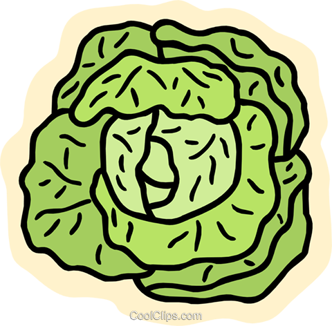 Lettuce - Bild Salat Clipart (480x472)