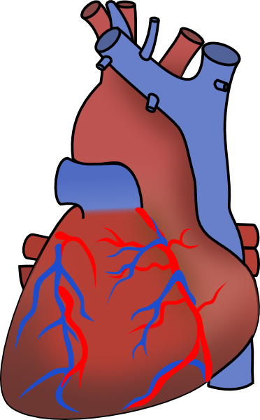 Capybara Clipart U0026middot Clipart Free Download - Clip Art (372x599)