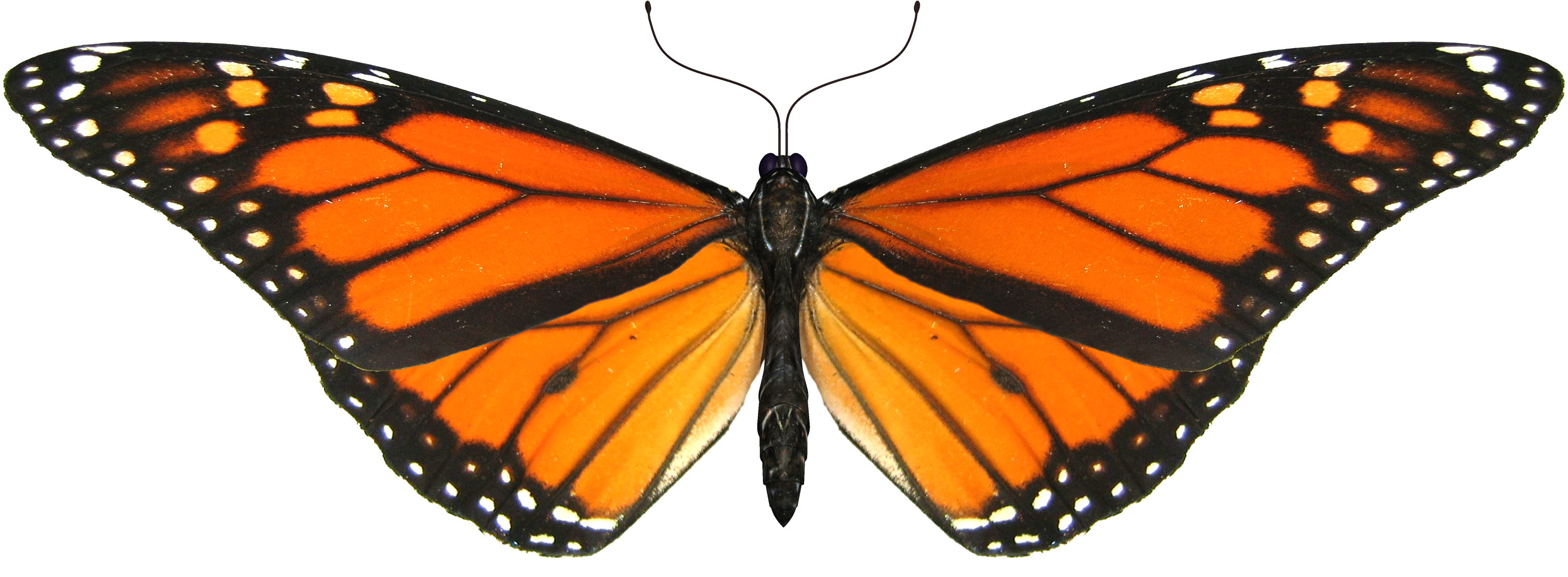 Painted Lady Butterfly Clip Art - Monarch Butterfly Transparent Background (3200x2400)