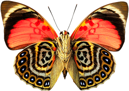 Butterfly Png Image - Butterfly With Beautiful Pattern (576x418)