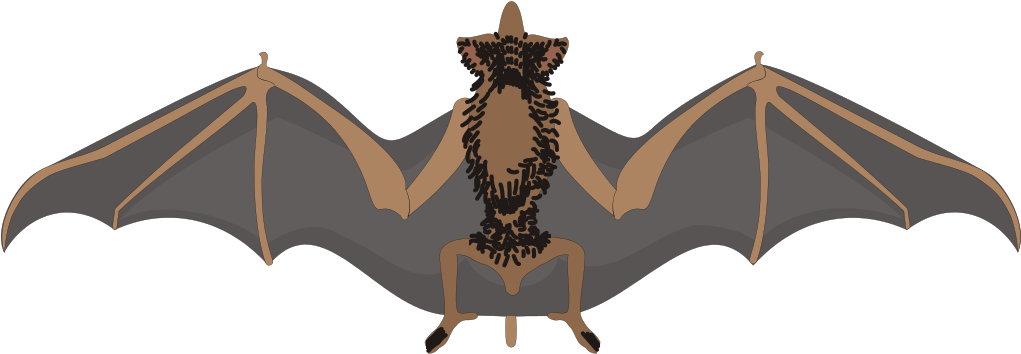 File - Bat Clipart - Svg - Bat Spreading Wings (1100x400)
