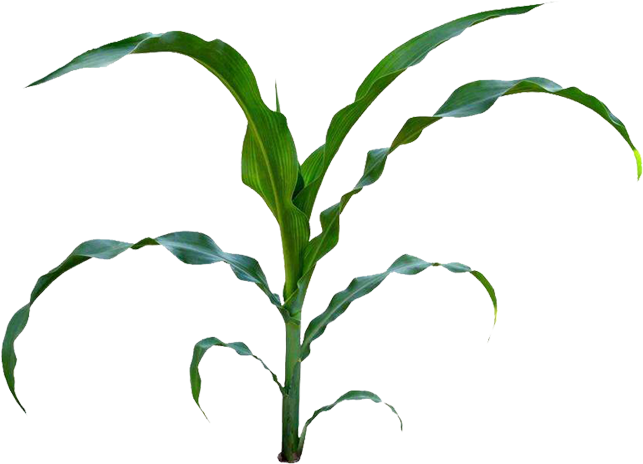 Corn On The Cob Maize Baby Corn Field Corn Clip Art - Maize (709x709)