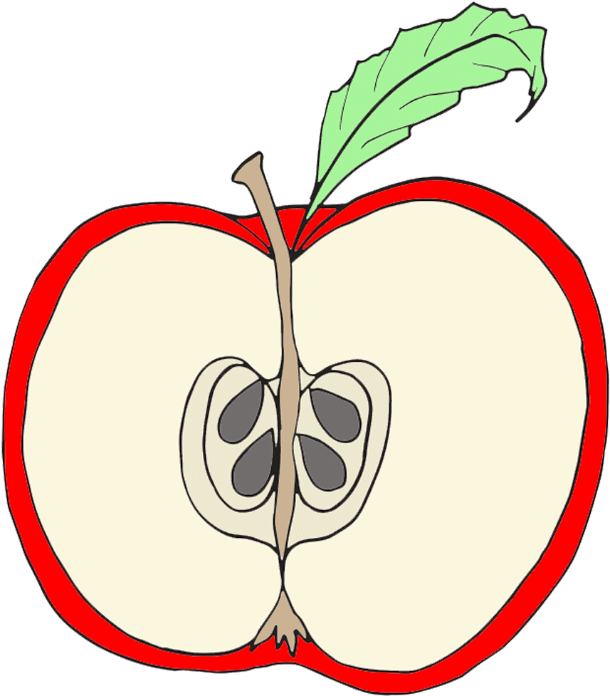 Parts Of An Apple Clipart - Parts Of An Apple Clipart (1000x1000)