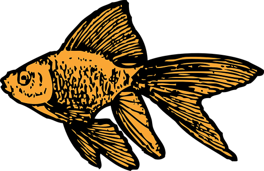 Goldfish, Aquarium, Tank, Water, Gold - Goldfish Clip Art (524x340)