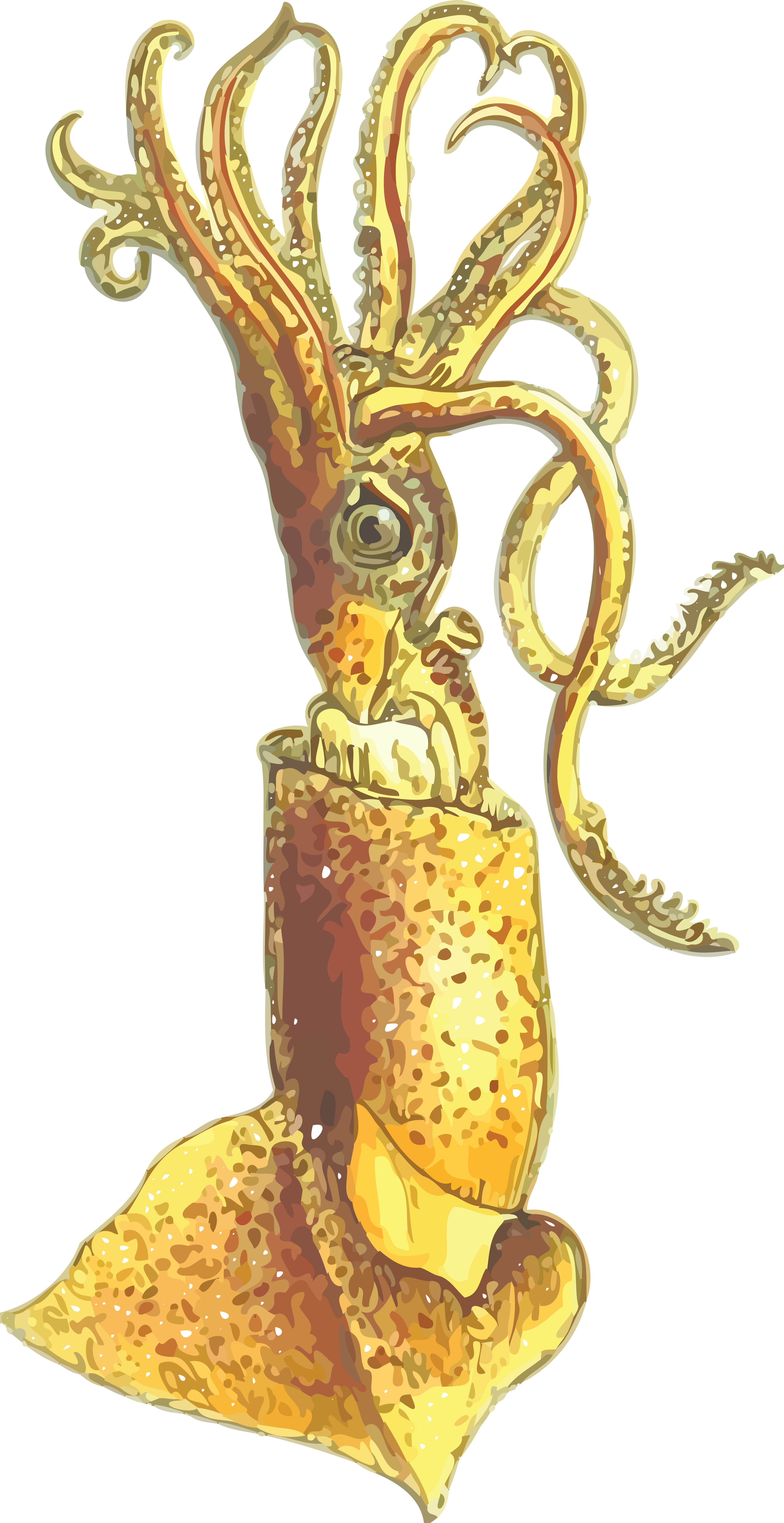 Free Clipart Of A Squid - Squid (4000x7770)