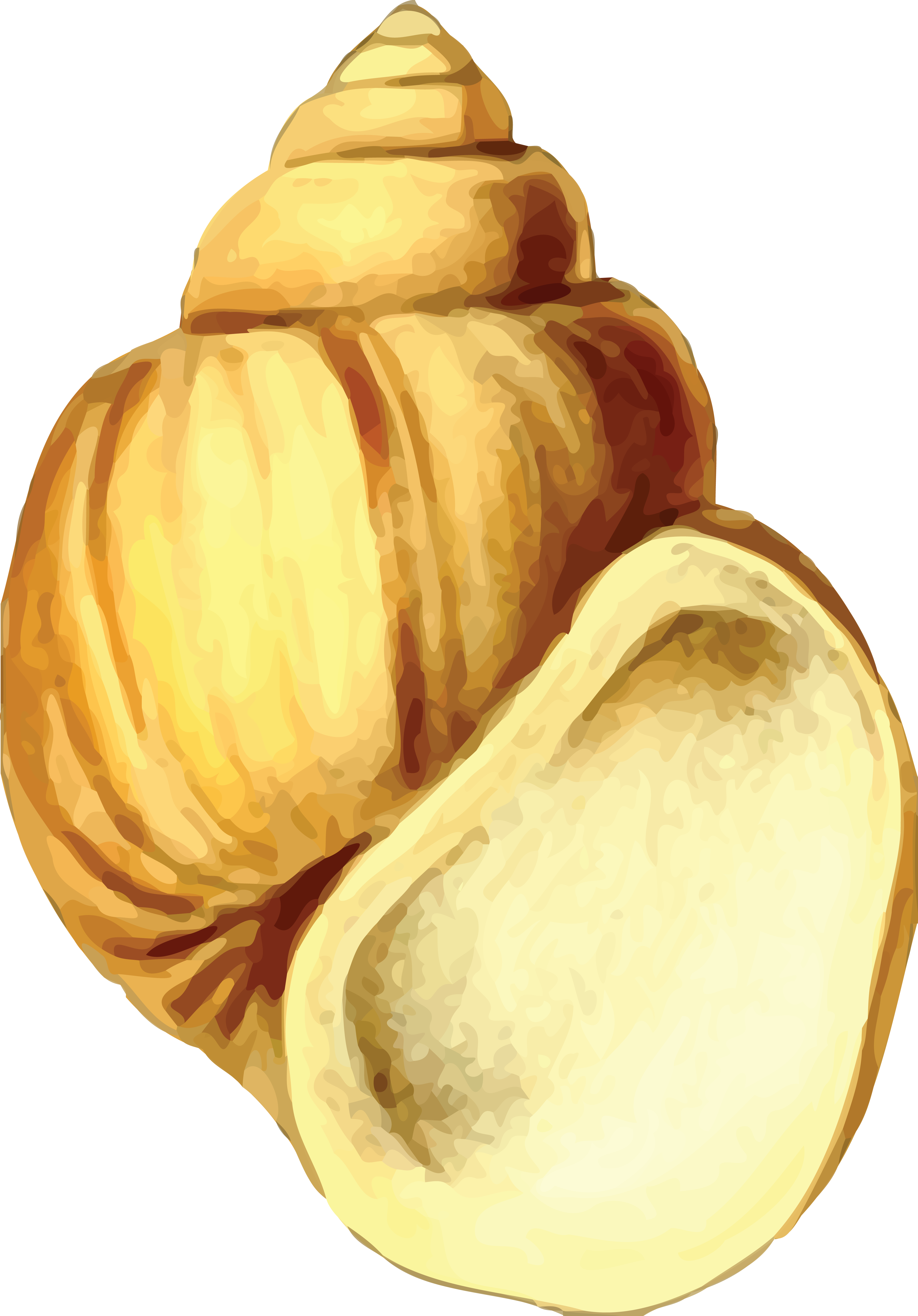 Free Clipart Of A Sea Shell - Sea Shell 19 (4000x5734)