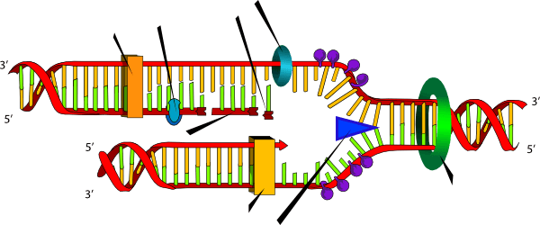 Blank Dna Replication Clip Art - Dna Replication Steps (600x250)