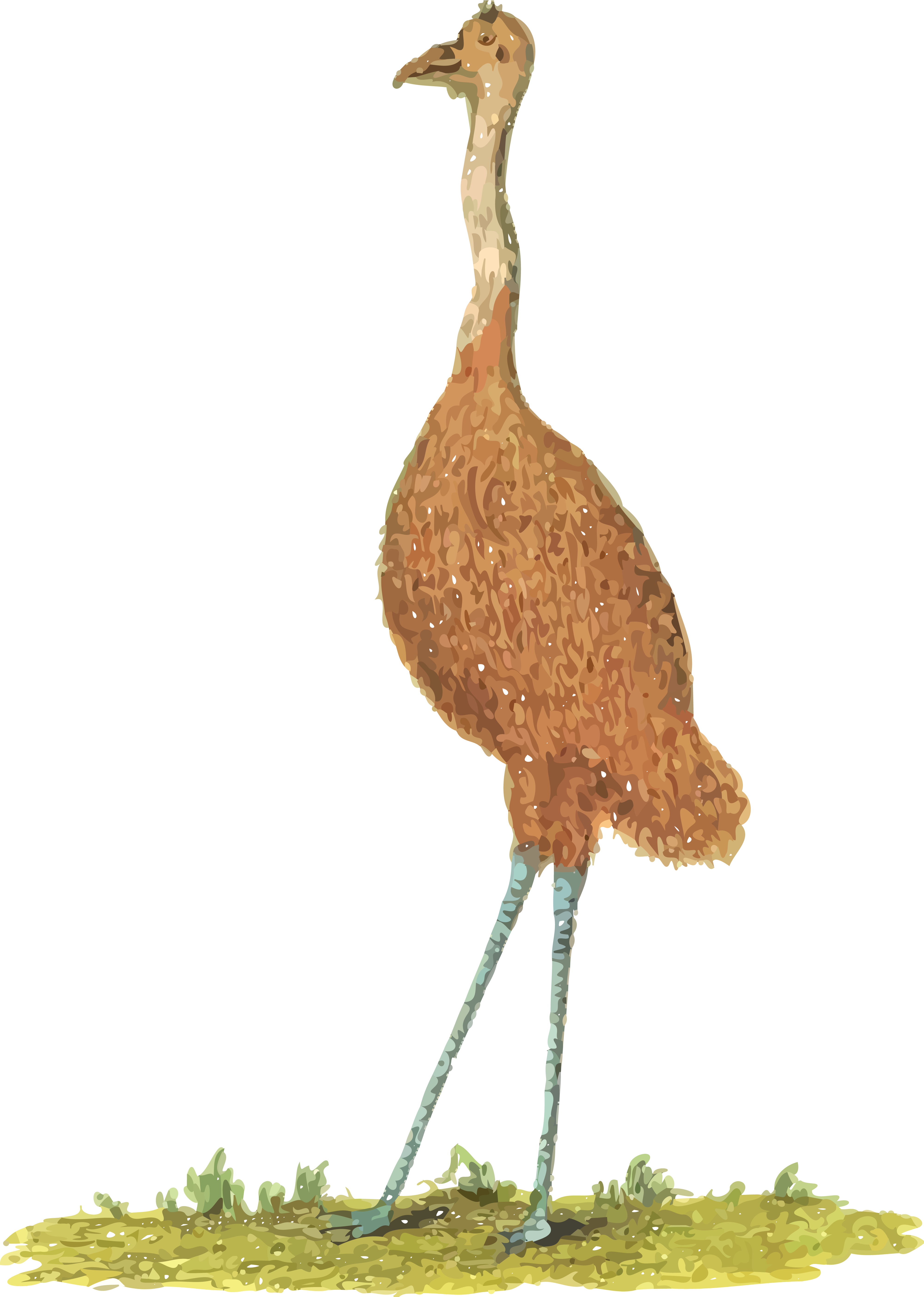 Free Clipart Of An Emu Bird - Uem Animal (4000x5613)