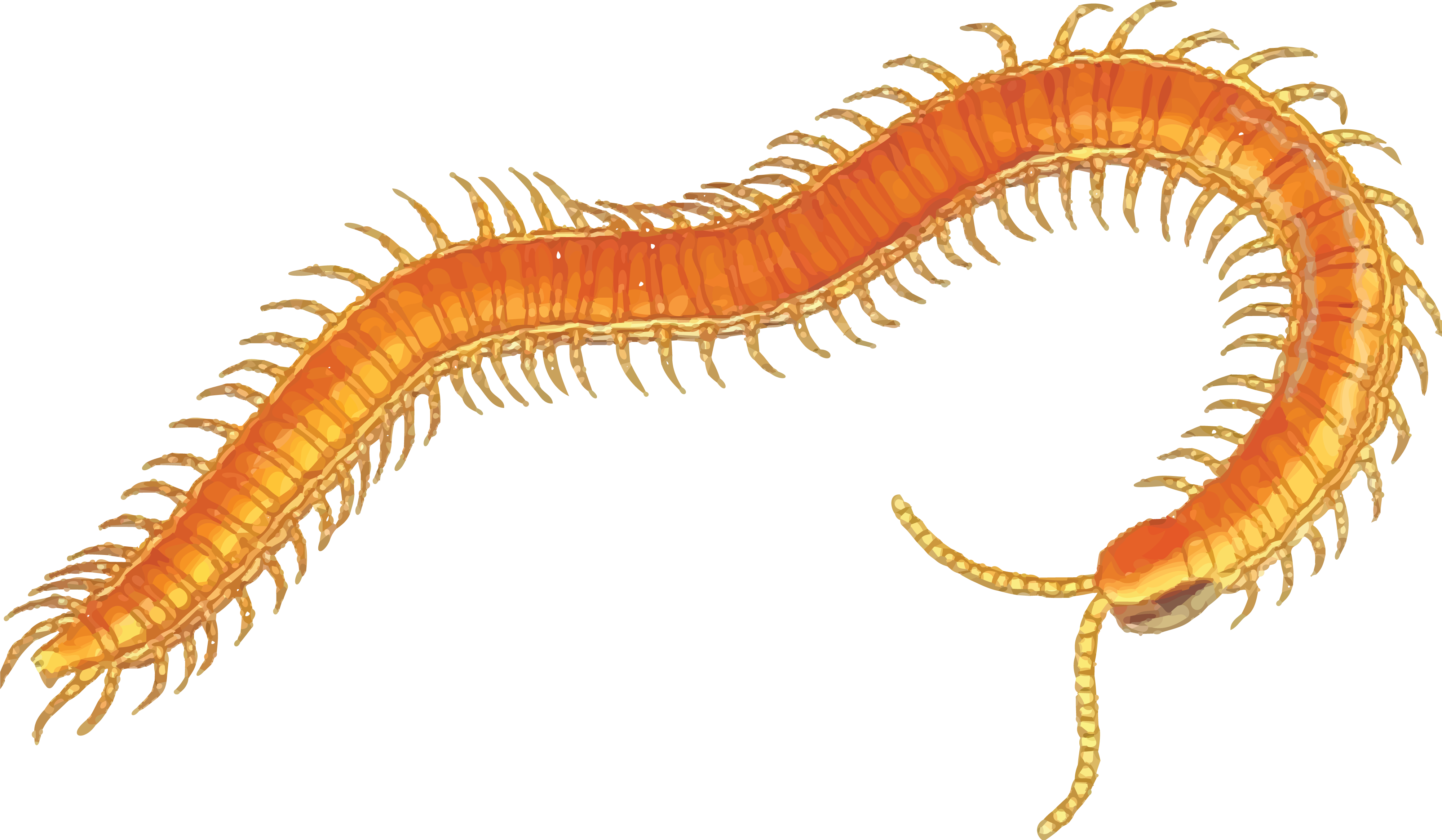 Free Clipart Of A Centipede - Centipede Clipart (4000x2331)