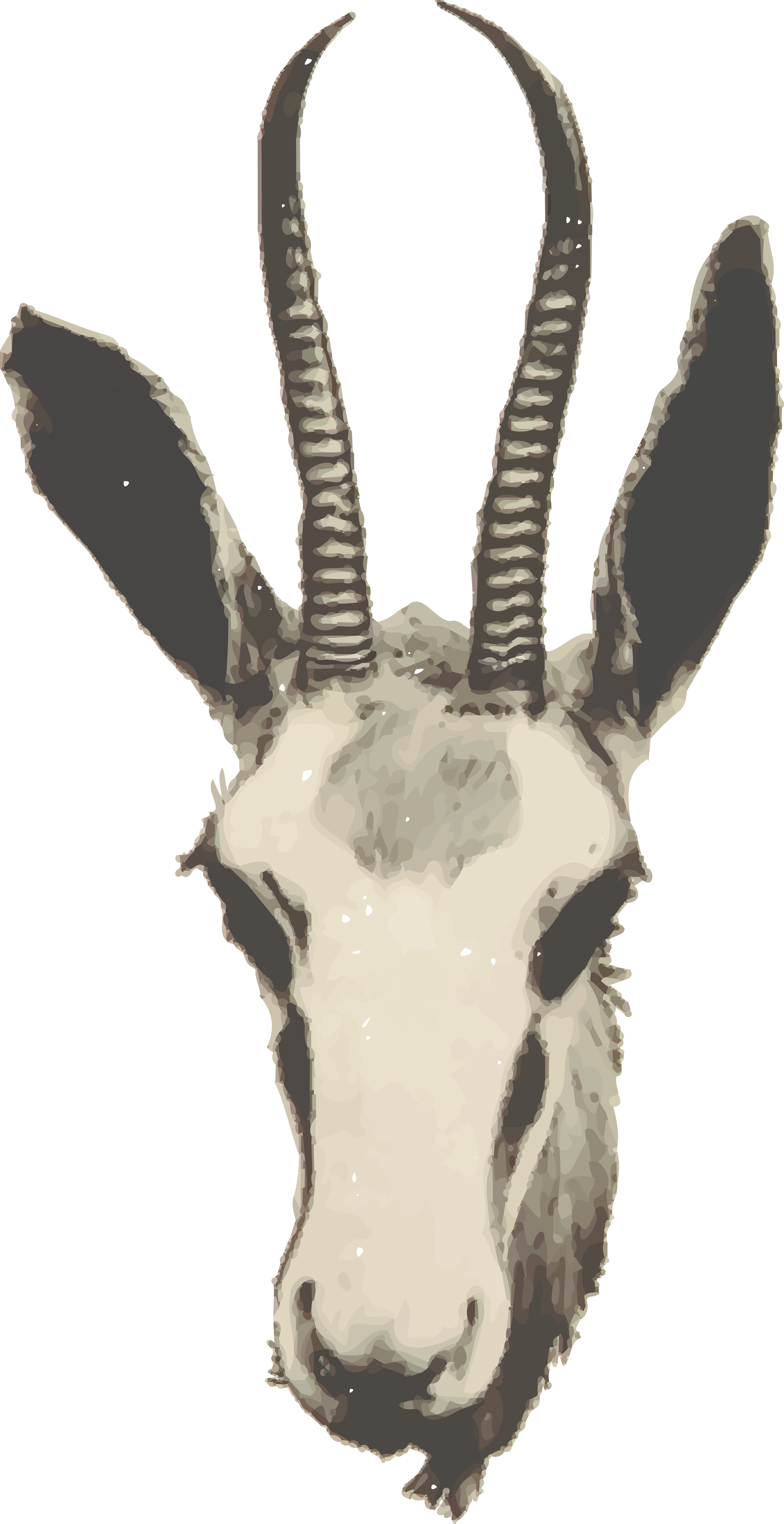 Free Clipart Of A Gazelle - Springbok Head Png (4000x7772)
