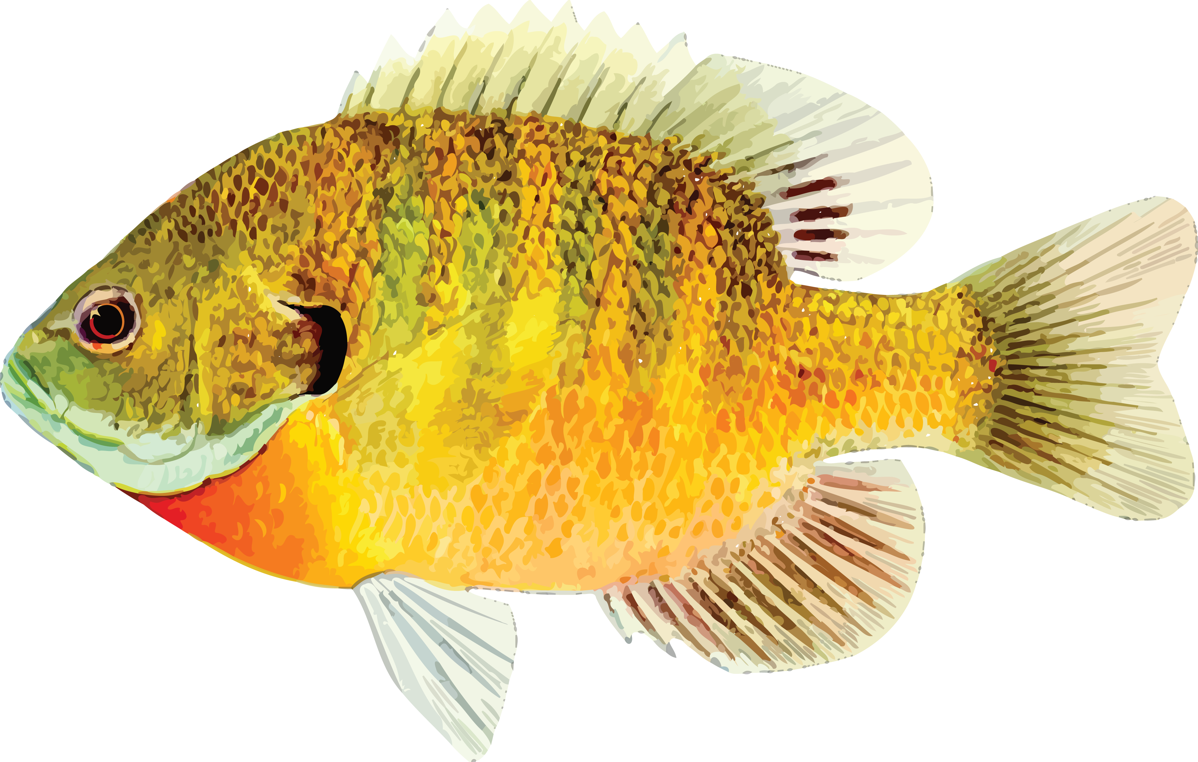 Fish - Fish Hd Wallpaper Png (4000x2543)