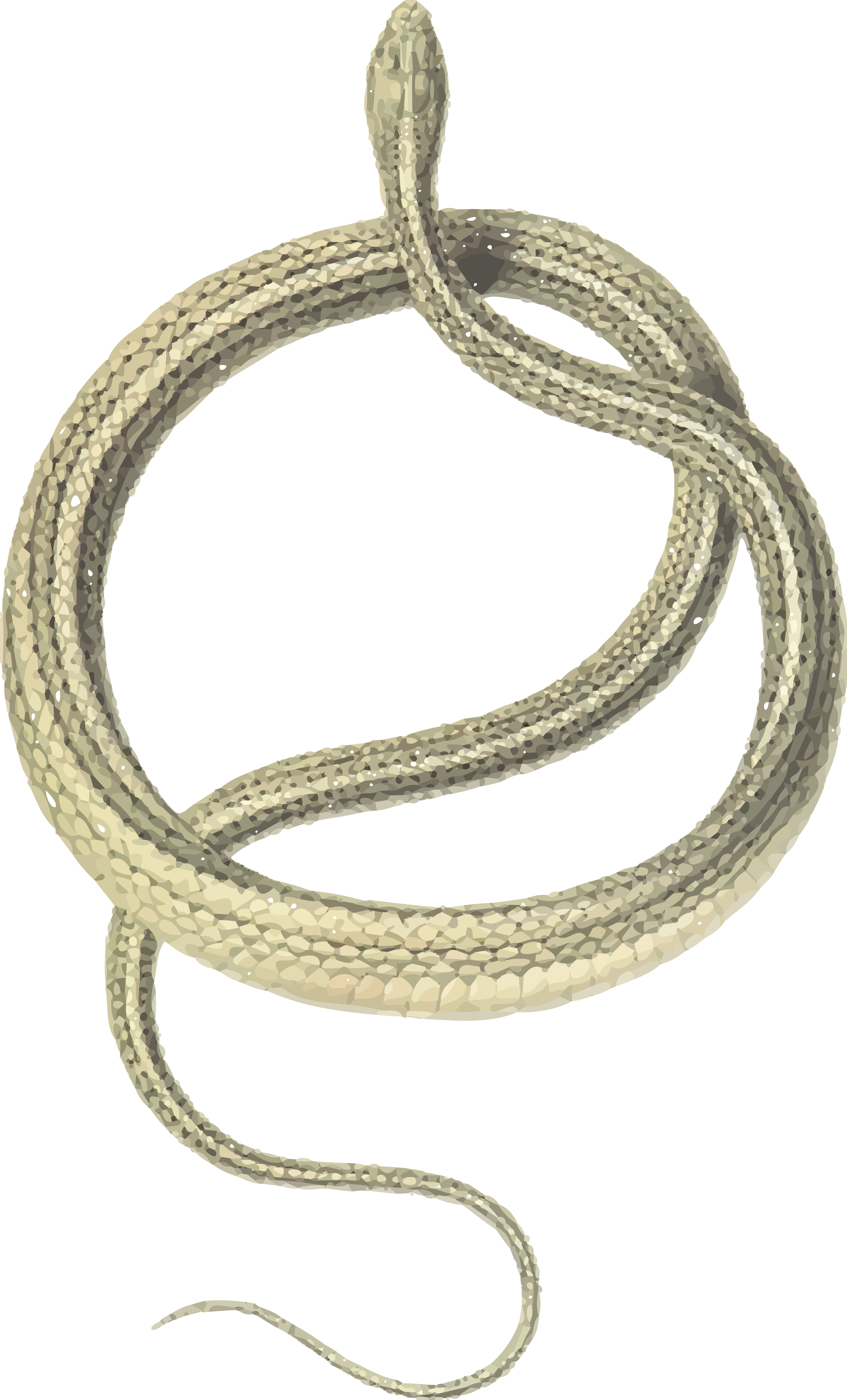 Free Clipart Of A Snake - Snake Necklace Png (4000x6608)