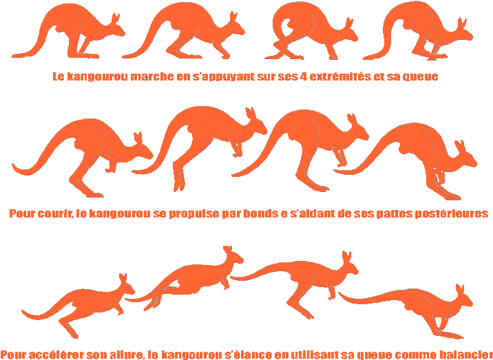 Dingo Australie - Saut Du Kangourou (720x553)