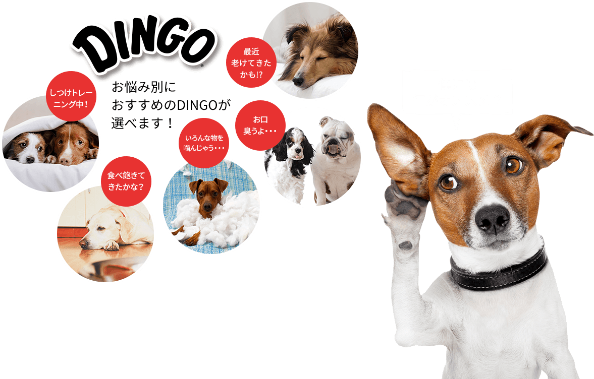 お悩み別におすすめのdingoが選べます！ - Wahl (uk) Wahl Easy Ear Cleaner 500ml (1177x752)