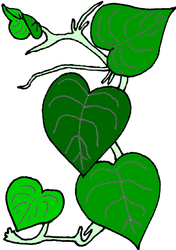 Jungle Vines Clip Art - Vine Clip Art (350x496)