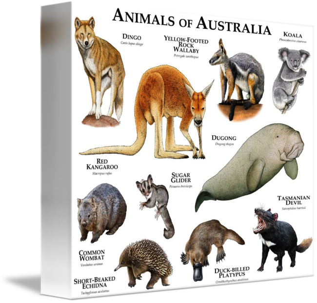 Native Animals Of Australia (650x621)
