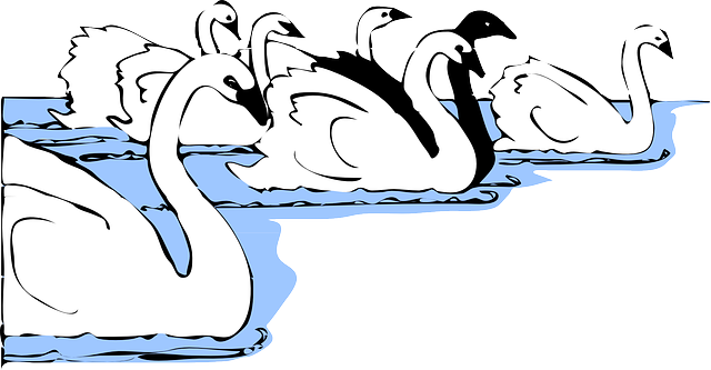 Black, White, Birds, Bird, Swimming, Wings, Swan - 天鹅 矢量 图 (640x333)