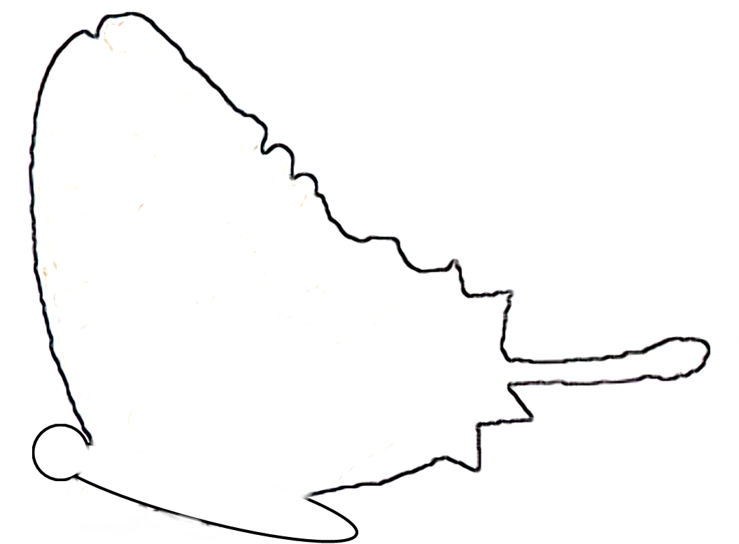 Butterfly Saw Pattern - Butterfly (1055x800)