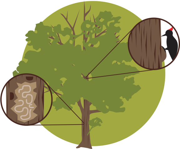 If You Plan To Remove Your Tree, Hire A Licensed, Reliable - Biological Life Cycle (600x500)