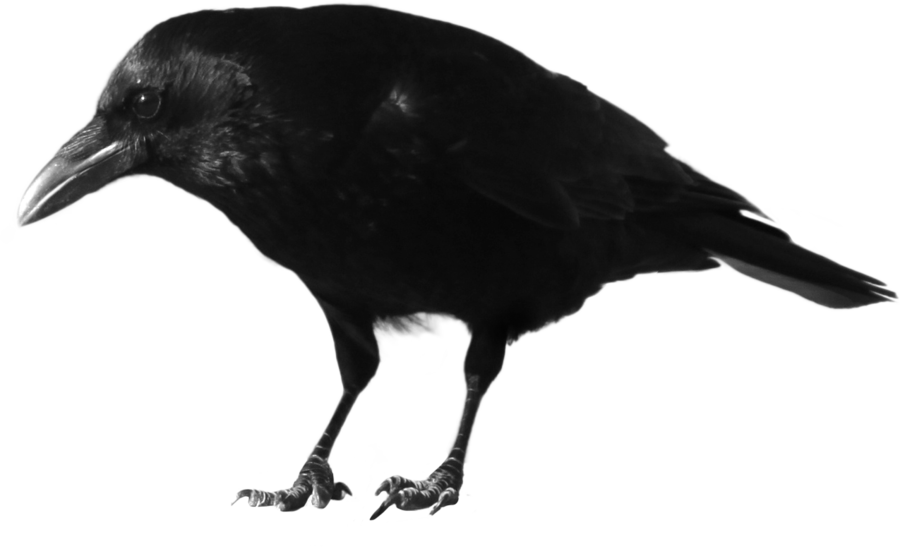 Crow - Crow Transparent (900x549)