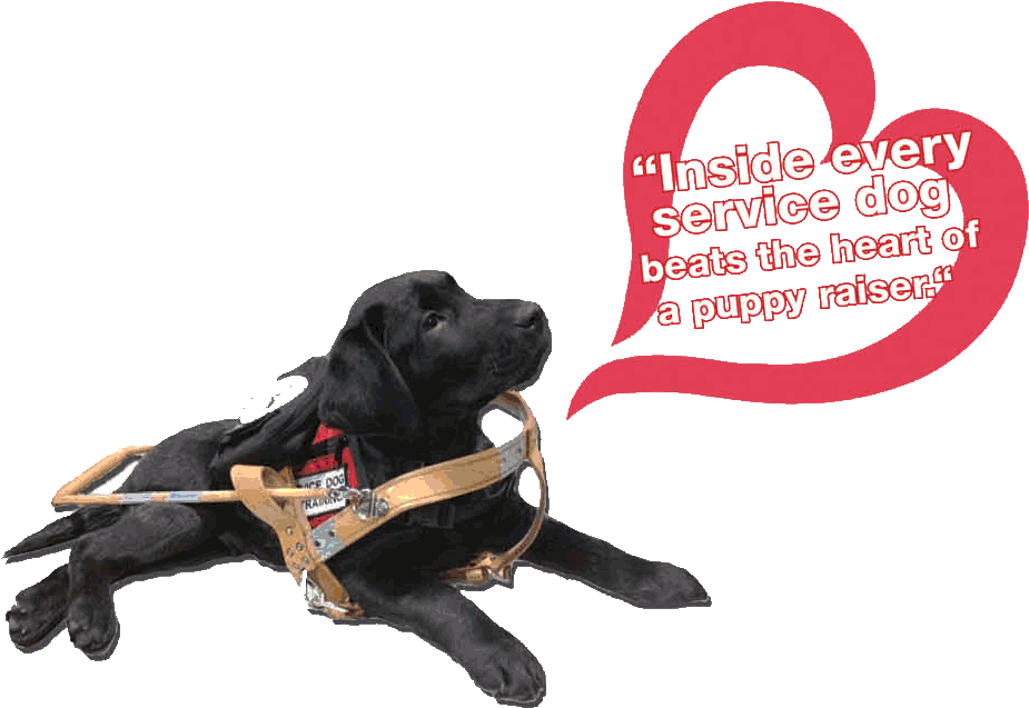 Custom Canines Service Dog Academy (972x729)