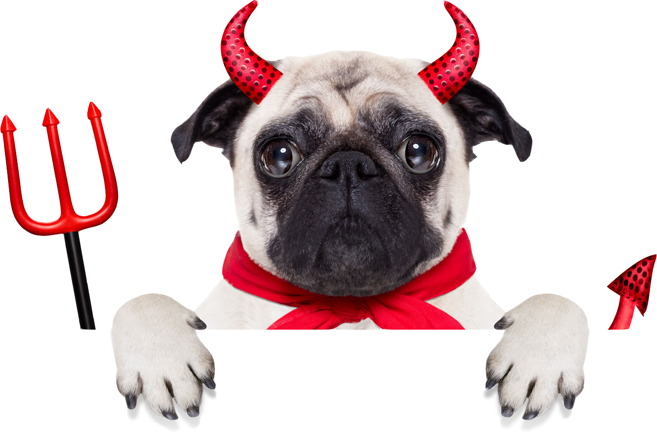 Book Your Pet Grooming (1297x867)