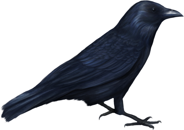 Bird-056 - Halloween Bird Png (636x450)