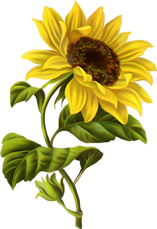 Common Sunflower Drawing Watercolor Painting Clip Art - Sunflower Drawing (559x800)