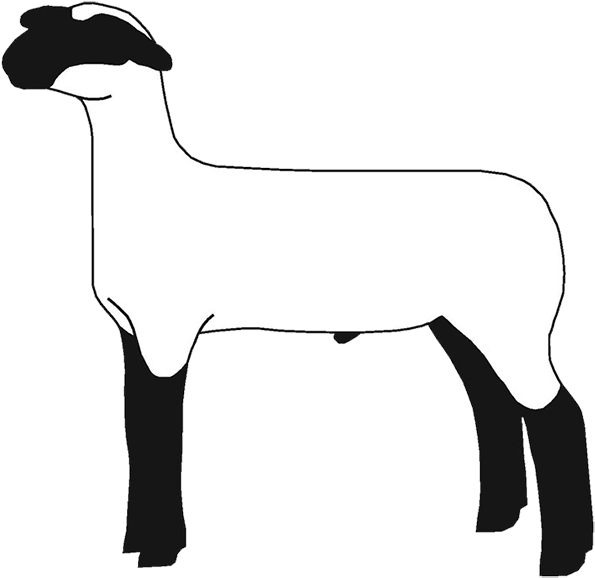 Lamb Clipart Club Lamb - Wasco Ffa (620x600)