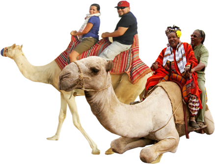 Camel Riding Rajathan Tours And Travels - Tour Operator (500x340)