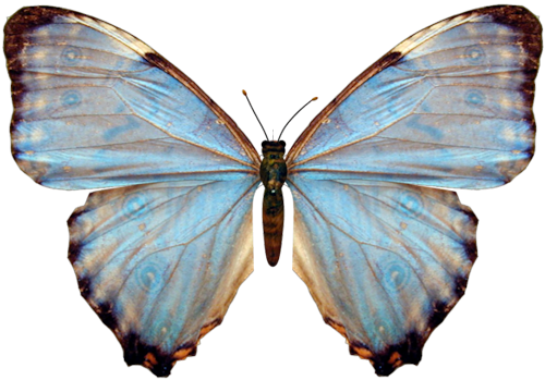 Butterfly-big2 - Name Vanessa In Glitter (500x349)